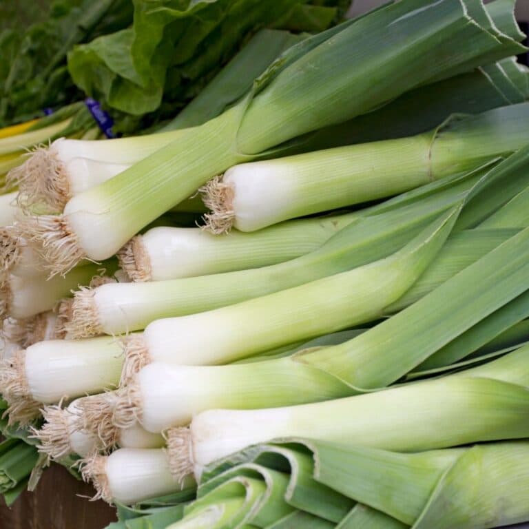 Square image of leeks.