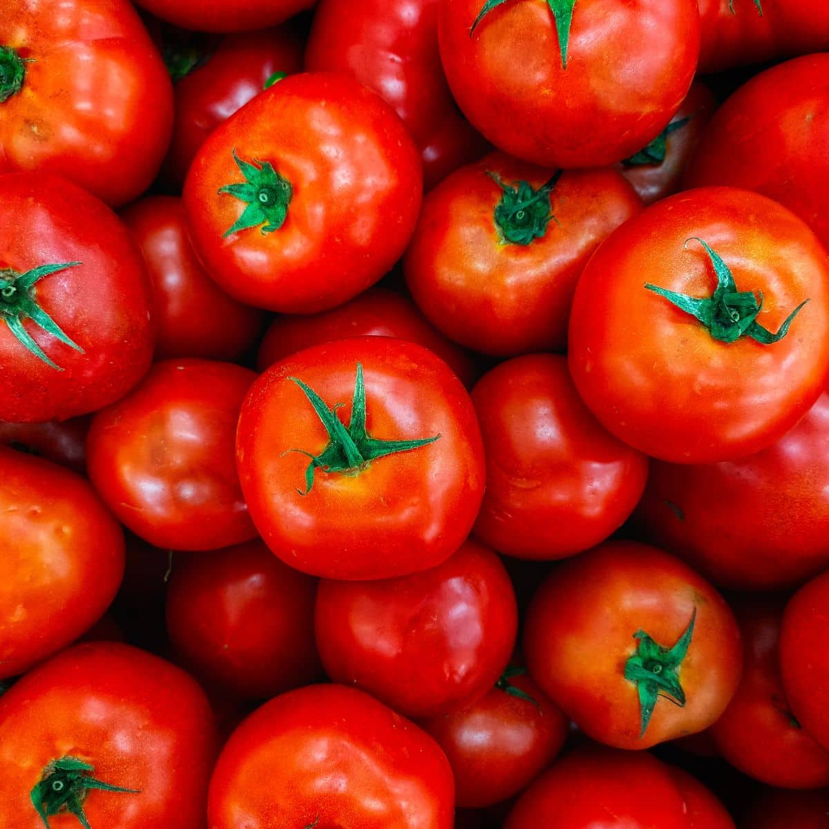 Square image of tomatoes.