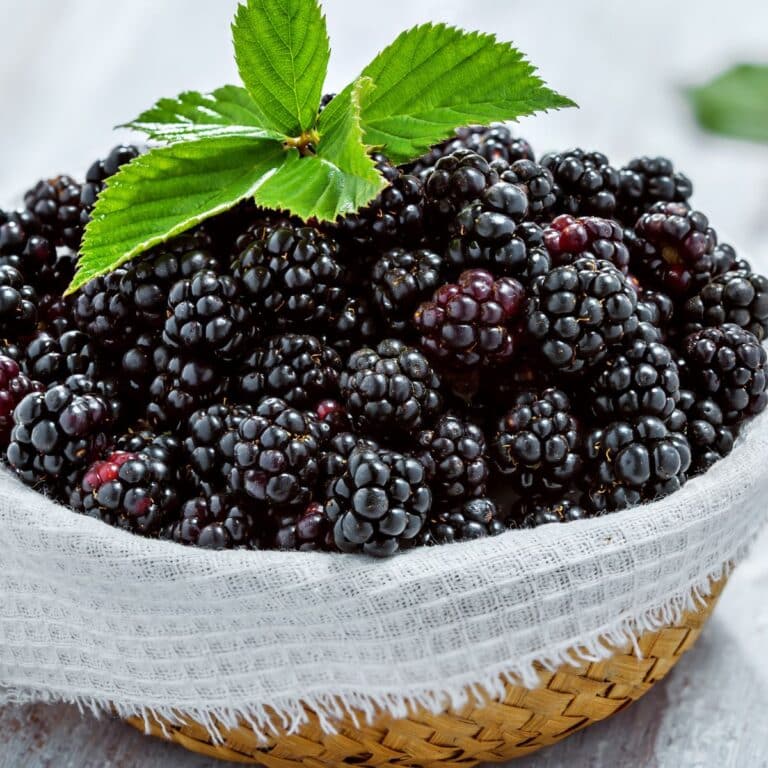 Blackberry Vs Mulberry